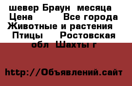 шевер Браун 2месяца › Цена ­ 200 - Все города Животные и растения » Птицы   . Ростовская обл.,Шахты г.